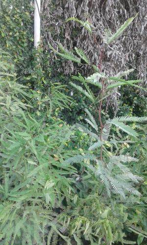 Algarrobo Blanco Arbol(prosopis Alba) 0