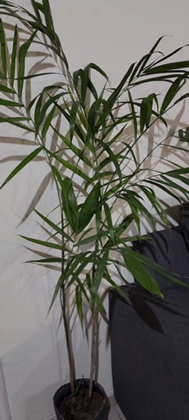 Planta Palmera Chamadorea Bambú Maceta De Cultivo X7lts 1 Planta Palmera Chamadorea Bambú Maceta De Cultivo X7lts 1