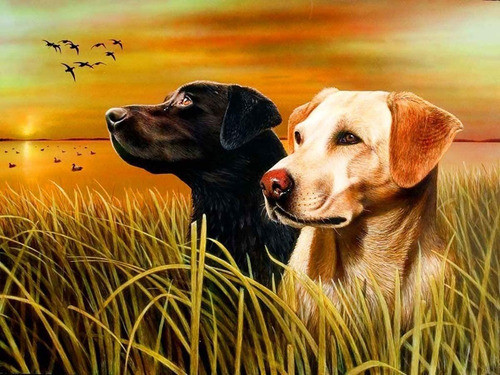 Kit De Pintura Por Diamantes 5d Perros 30x40cm 0