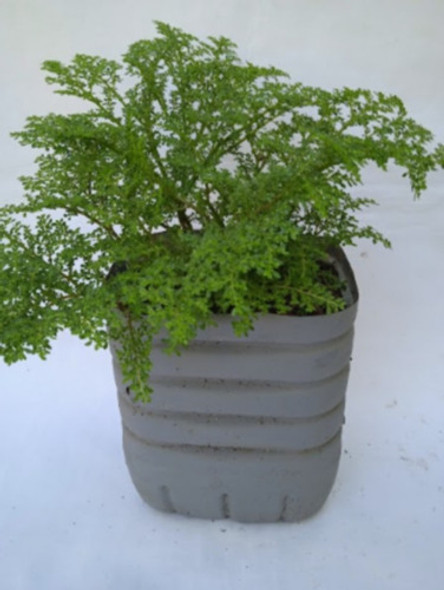 Helecho - Grano De Arroz ( Impecables ).. No Hago Envios 0