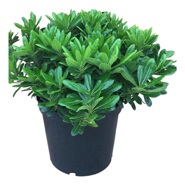Planta Pittosporum - Ideal Jardines Exterior - Envíos 0 Planta Pittosporum - Ideal Jardines Exterior - Envíos 0