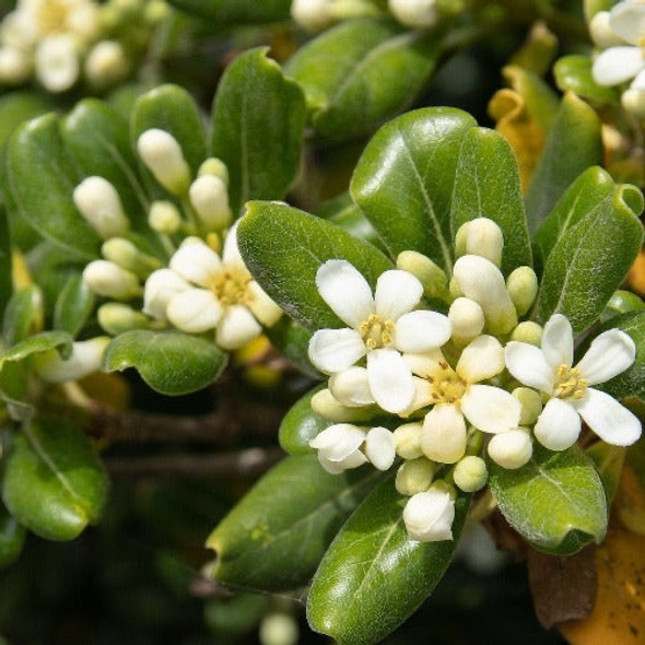 Planta Pittosporum - Ideal Jardines Exterior - Envíos 1 Planta Pittosporum - Ideal Jardines Exterior - Envíos 1