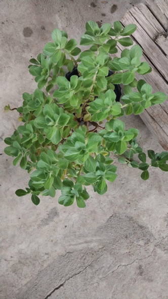 Planta Boldo Rastrero 1 Planta Boldo Rastrero 1