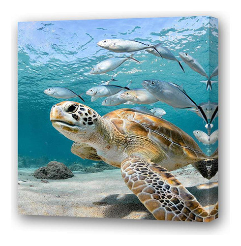Cuadro 20x20cm Tortuga Marina Nadando Con Peces M1 0