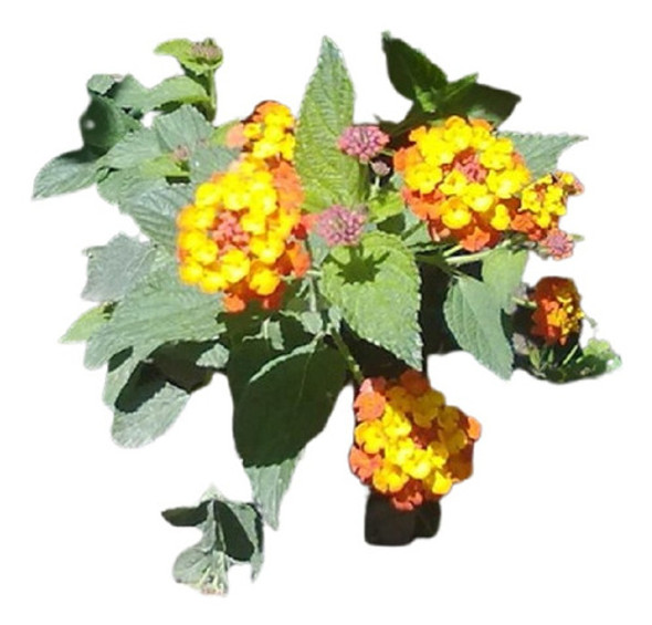 Vivero Cielo Verde Orgánico Lantana 0