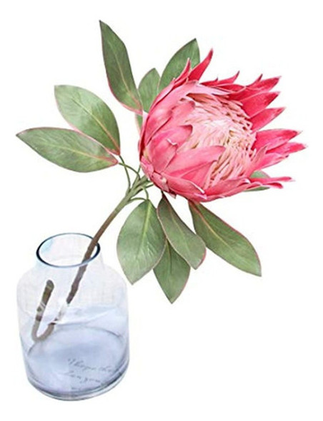 Calcifer 1 Uds 75 Cm El Rey Protea (protea Cynaroides) Plant 0