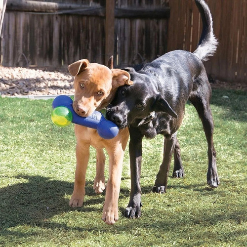 Juguete Para Perro Kong Squeezz Action Dumbbel Blue Medium 1