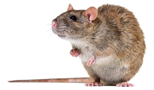 Ahuyenta Ratas Murcielagos Ultrasonido 600 Metros Fabricas 0