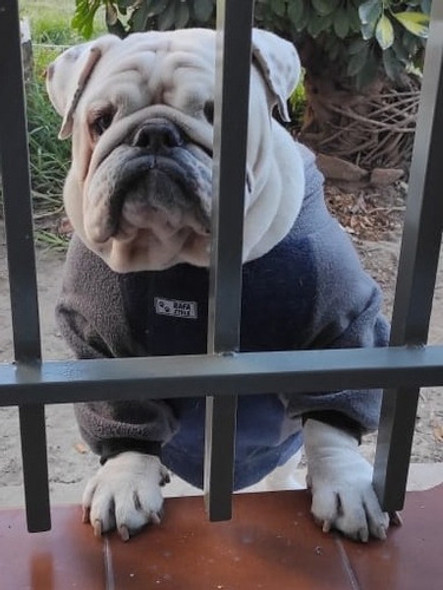 Abrigos Bulldog Hechos A Medida!!! 1