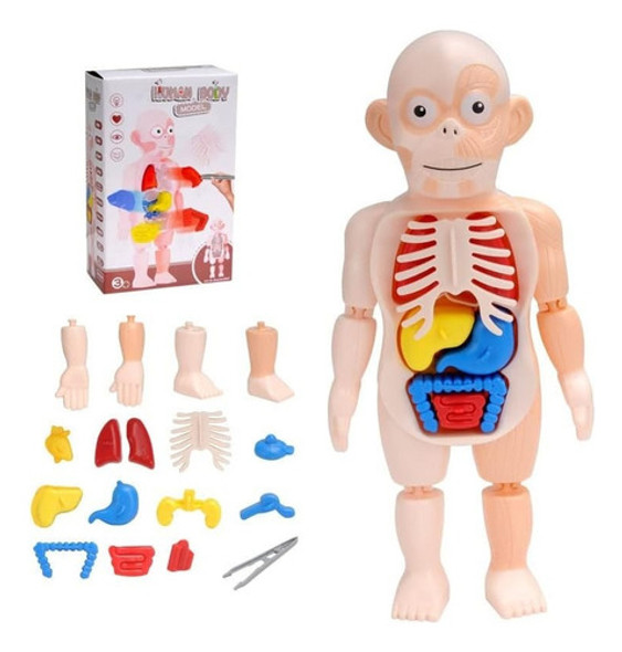 Anatomía Del Cuerpo Humano Juego Didáctico Infantil Biología 0