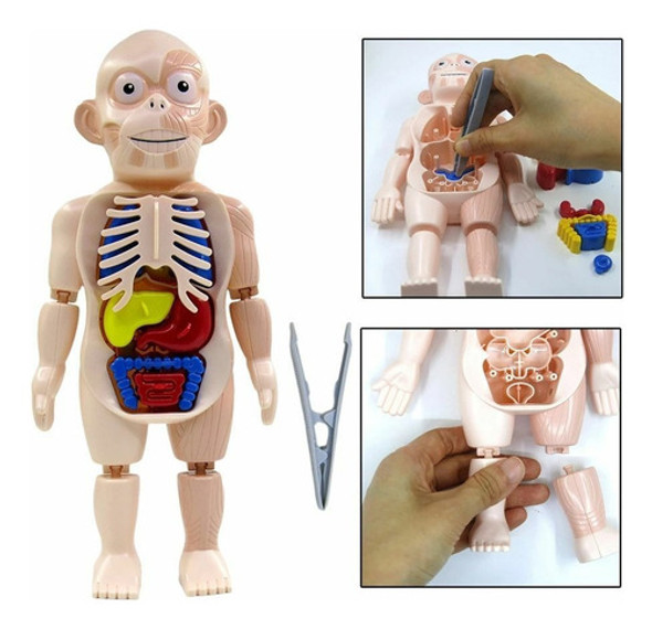 Anatomía Del Cuerpo Humano Juego Didáctico Infantil Biología 1