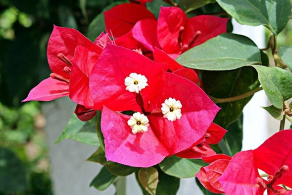 Santa Rita ! Boungaivillea 1