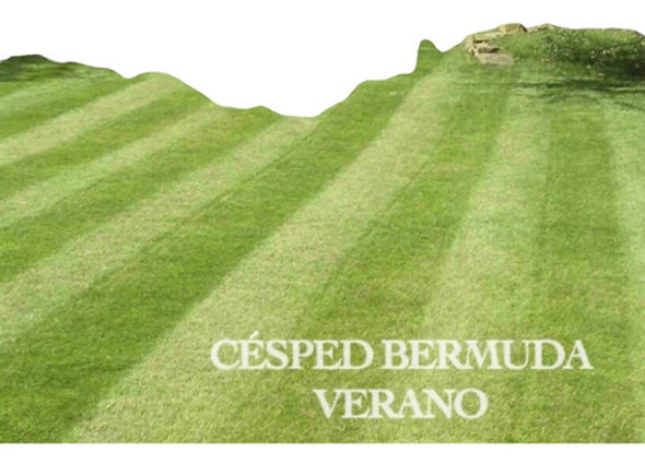 Semillas Césped Bermuda Estival - Canchas Jardines 15 M2 1