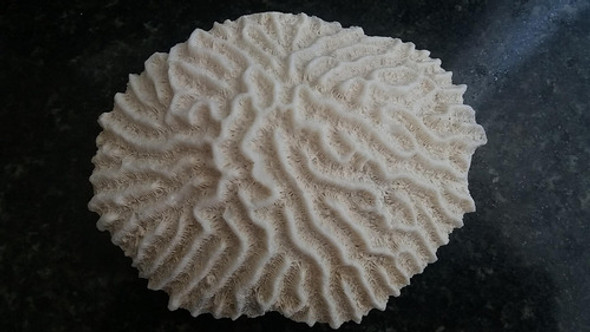 Coral Marino Blanco Familia Mussiidae 215 Gramos 0