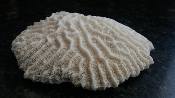 Coral Marino Blanco Familia Mussiidae 215 Gramos 1