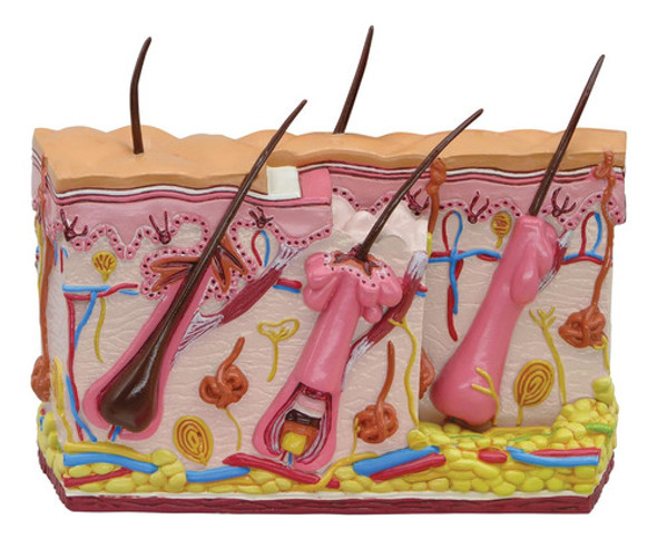 Modelo De Piel Con Acné - Dermatología - Aumentado X35 1