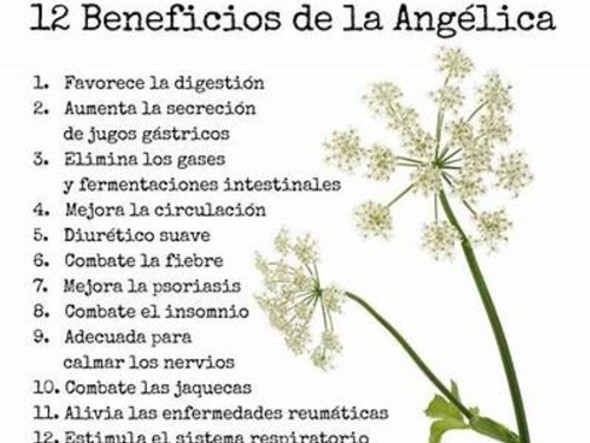 Angelica Raiz X 1 Kg (infusion) Lunic 1