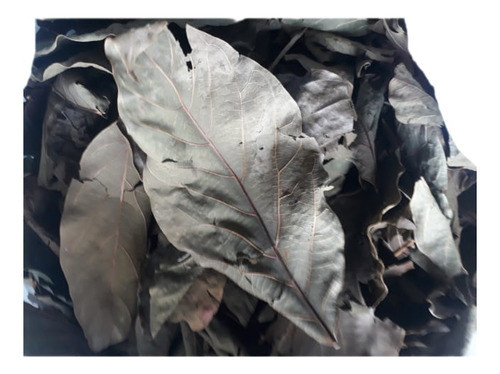 Hojas De Palta Para Mejorar Tu Salud 0