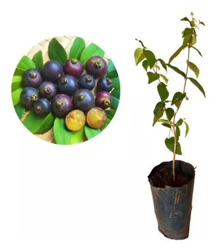 Plantas De Guaviyú - Delicioso Frutal Nativo!!! 0