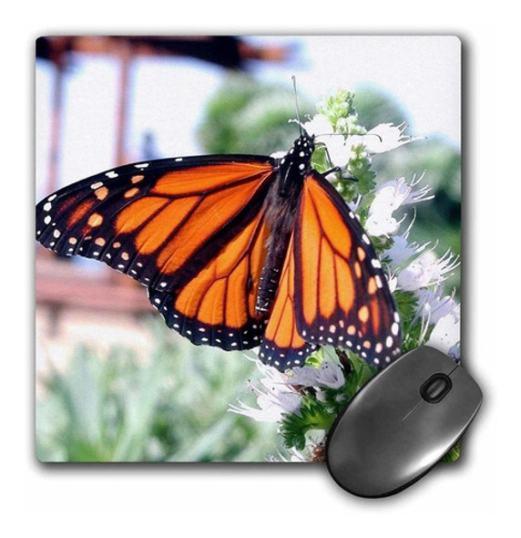 3drose Llc 8 x 8 x 0.25 inches Mouse Pad, Monarch Butterf 0 3drose Llc 8 x 8 x 0.25 inches Mouse Pad, Monarch Butterf 0