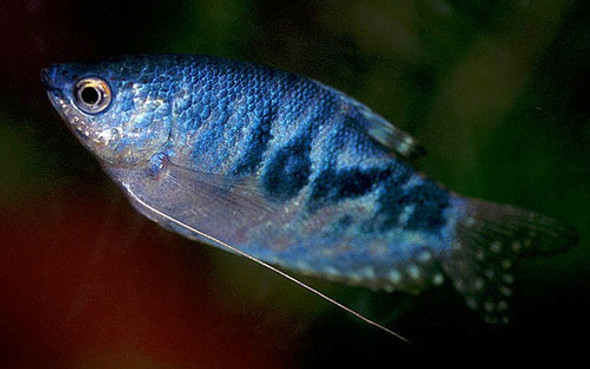 Tricho Azul Surtido Promo Solo Mundo Acuatico 0 Tricho Azul Surtido Promo Solo Mundo Acuatico 0