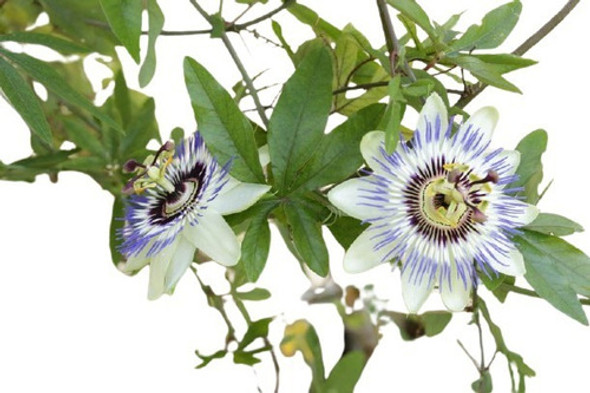 Arbol Planta Frutal De Maracuya Rojo Vivero Sol 0