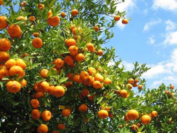 Aceite Esencial Puro De Naranja 1 Aceite Esencial Puro De Naranja 1