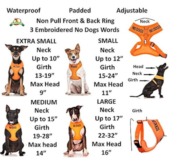 Dexil Limited No Perros No Es Bueno Con Otros Perros Naranja 1 Dexil Limited No Perros No Es Bueno Con Otros Perros Naranja 1