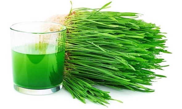 Paquete De 1kg Para Sembrar Pasto Hierba Trigo Wheatgrass 0 Paquete De 1kg Para Sembrar Pasto Hierba Trigo Wheatgrass 0