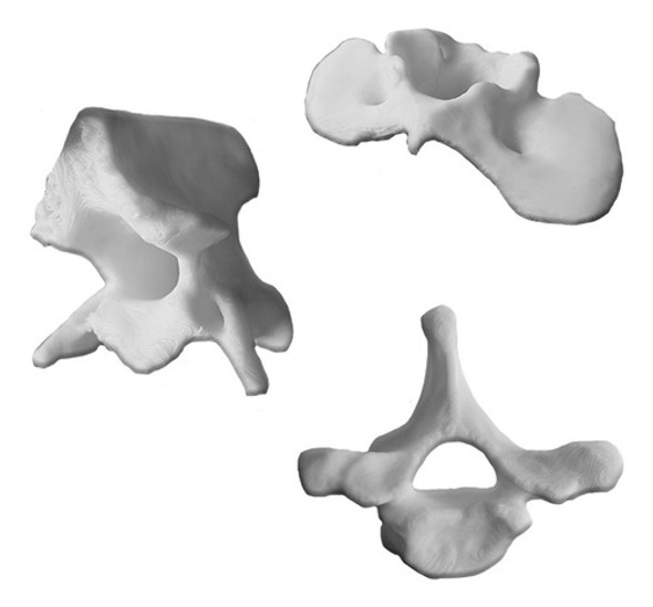 Kit De Vertebras De Canino Para Estudio De La Anotomía 0