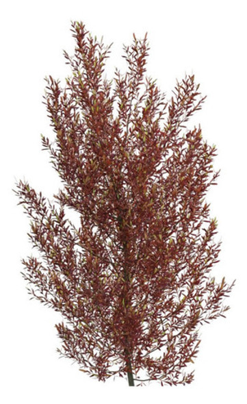 Dodonea Viscosa Cerco Vivo Envios Huella Jardin 0 Dodonea Viscosa Cerco Vivo Envios Huella Jardin 0