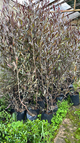 Dodonea Viscosa Cerco Vivo Envios Huella Jardin 1