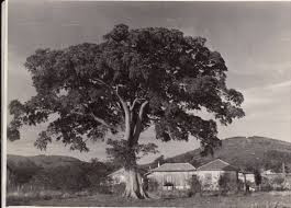1953 Brasil Fotografia Real Higuera En Camino A Torres 0