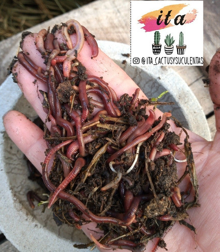Lombrices Californianas X 100-ideal Para Humus-compost 0