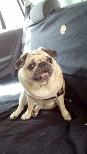 Covertor Funda Asiento Trasero Perros Mascotas Impermeable 1