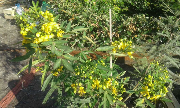 Sen Del Campo Arbol 0