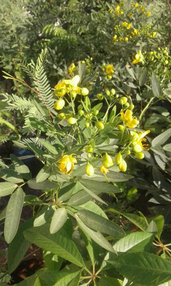 Sen Del Campo Arbol 1