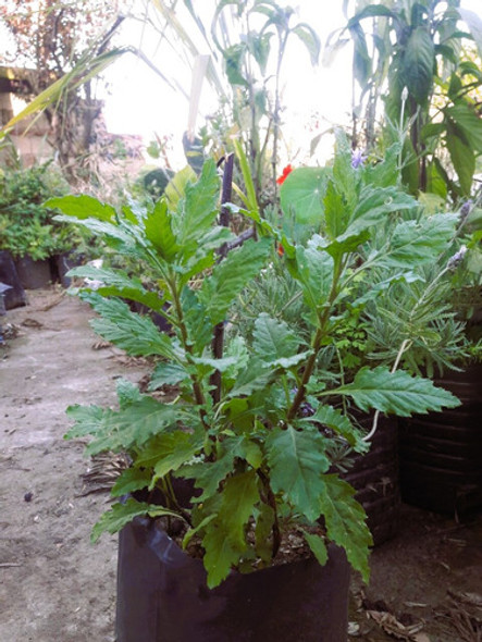 Epazote Paico Vivero Cielo Verde Orgánico 1