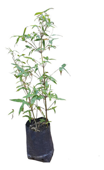 Bambú Ventricosa - Bambú De Buda 5 Lts 0