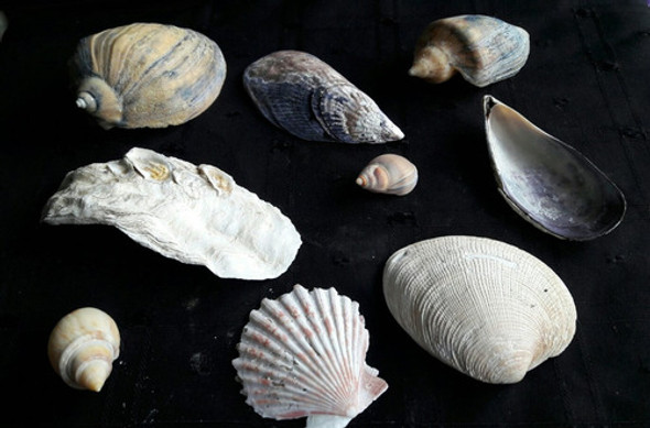 Lote De 9 Caracoles Y Ostras 1