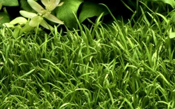 Lilaeopsis Brasiliensis Planta Tapizante Acuarios Almagro 1