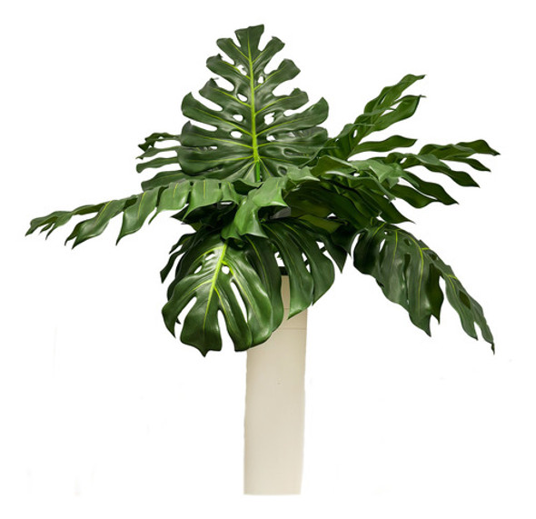 Hoja Costilla De Adán 0