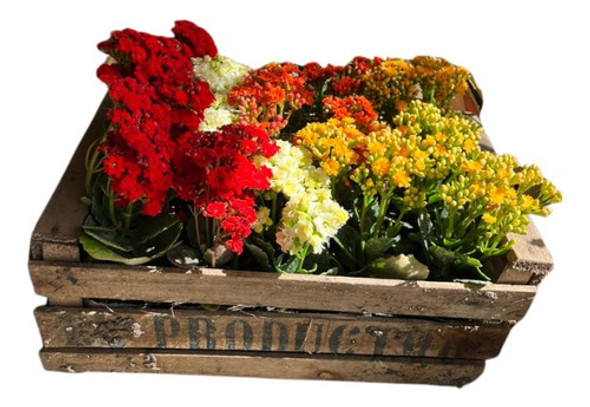 Kalanchoes Surtidas X Cajon De 15 Unidades 0