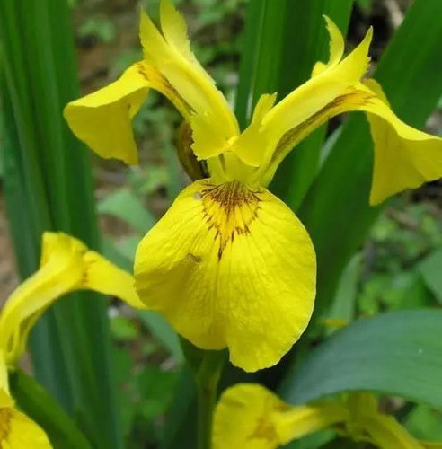 Lirio Amarillo X6.envíos A Todo El Pais 0