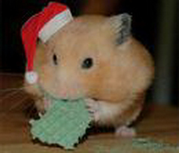 Gran Ardillero Con Tubos Muy Completo Acuario El Delfin 1