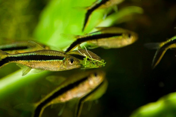 Thayeria Oblicua Surtida Hot Sale Elegi Con Mundo Acuatico 1