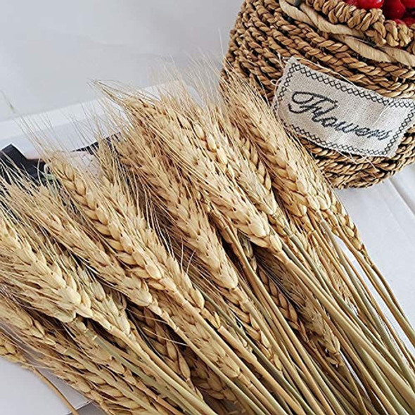 Tallos De Trigo, 100 Piezas De Flores Naturales De Grano De 1