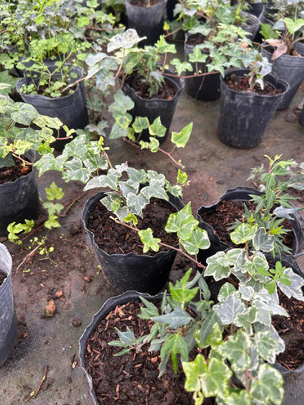 Planta Hiedra Variegada - Trepadora Exterior 1