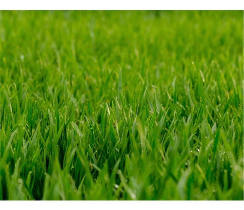 Semillas Césped Invierno Primavera - Verde Todo El Año 0