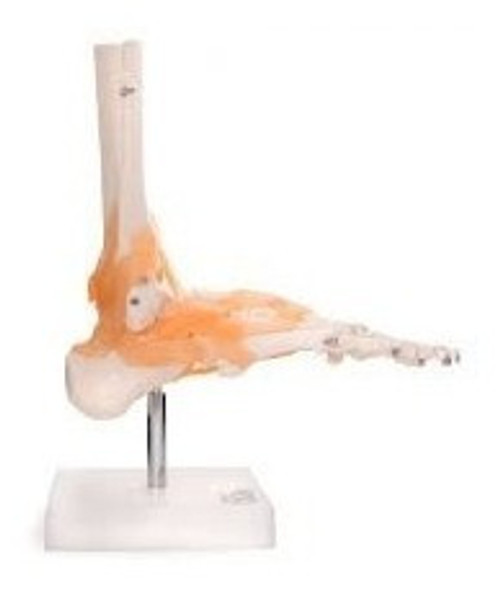 Pie Con Tobillo Con Ligamentos Incluye Soporte Para Estudio 1